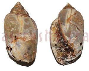 Heera Shankh 0230 39